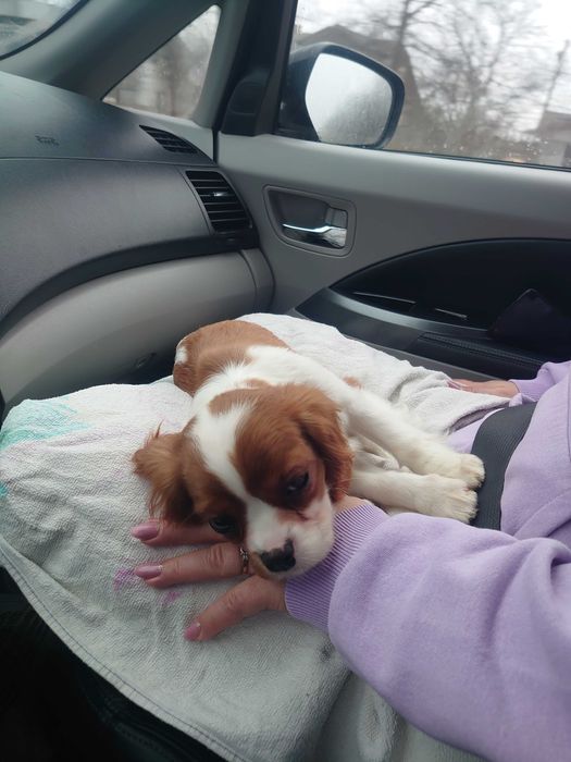 Доставка тварин, Перевезення тварин. Харків. Переїзд. Трансфер