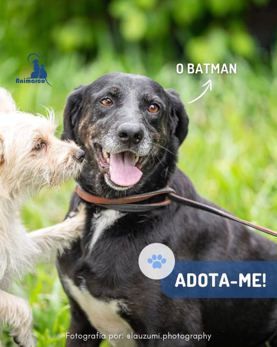 Batman - cao para adoção