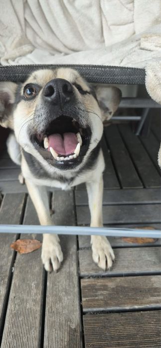 Piesek do adopcji!!