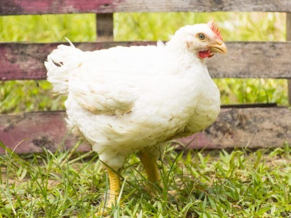 Яйцо на инкубацию супер тяжеловеса Великана бройлер Росс 708