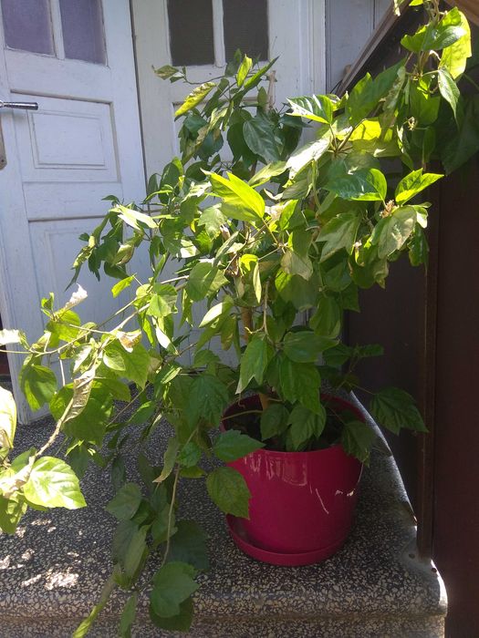 Китайська роза гібіскус