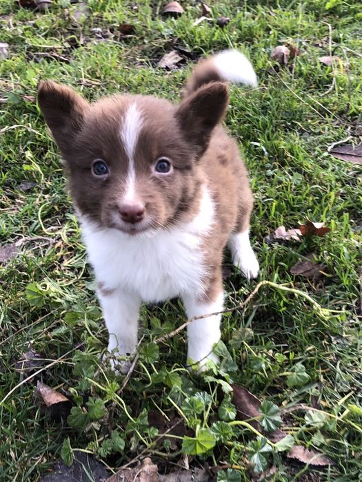 Малышка бордер колли