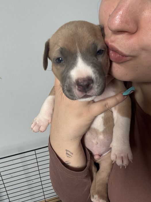 Amstaff, Hodowla, Rezerwacja !