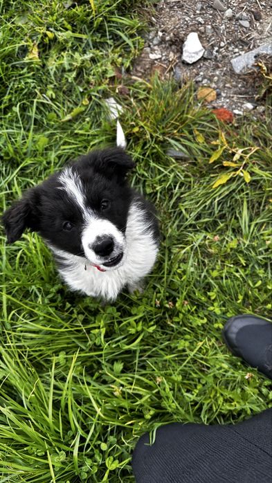 Border collie czarno-biala suczka „Malina”
