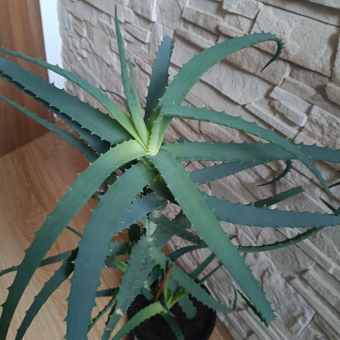 Aloes drzewiasty duży