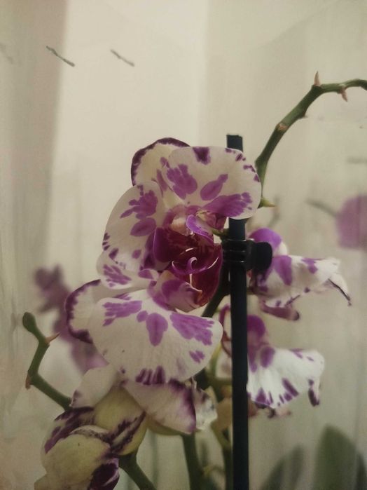 продам орхідею! с