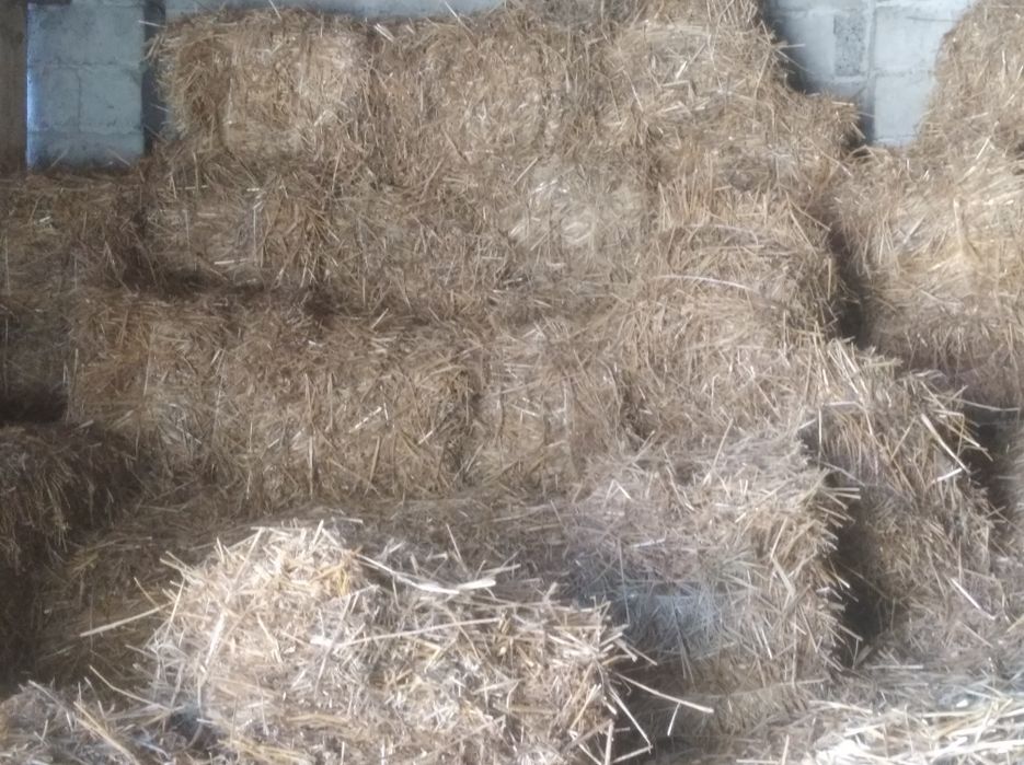 Słoma w kostkach, ściółka, dla kur, dla psa, dla bydła, dla świnek