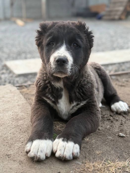 Продажа щенков «Алабай КСУ»