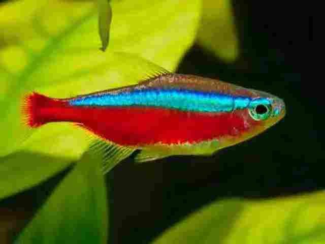 Rainbow fish (boesemani) de cardume