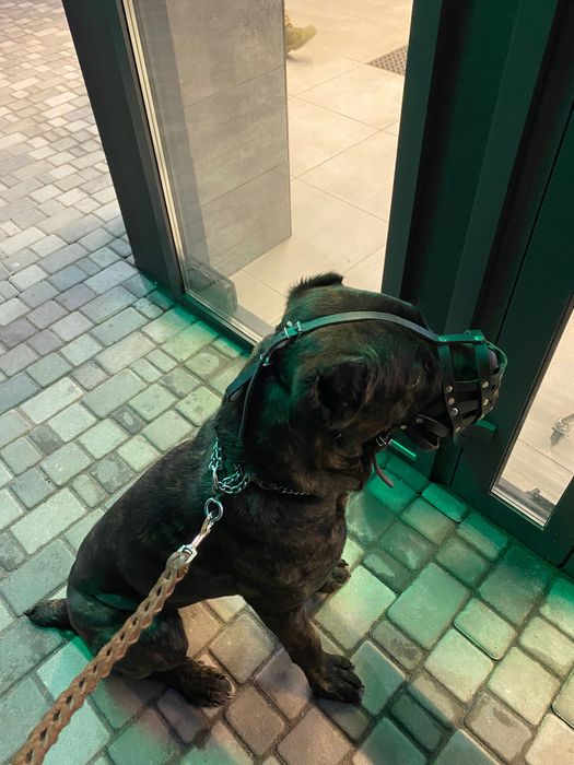 Вʼязка. Тигровий кобель шукає дівчину.