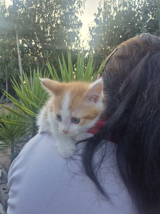 Mistura maine coon