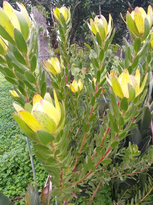 Safari Goldstrike (Leucadendron)