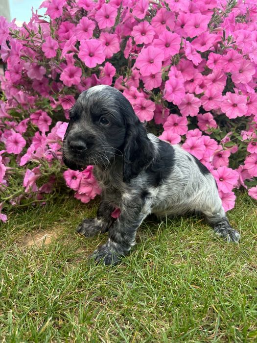 Cocker spaniel piesek