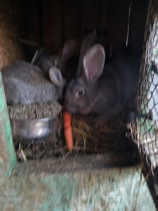 Królik Belgijski ze Srokaczem