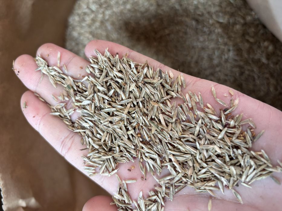 Mieszanka traw lucerna koniczyna gorzowska kupkówka festulolium trawa