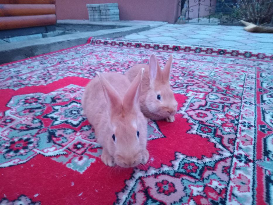 Продаються кролі