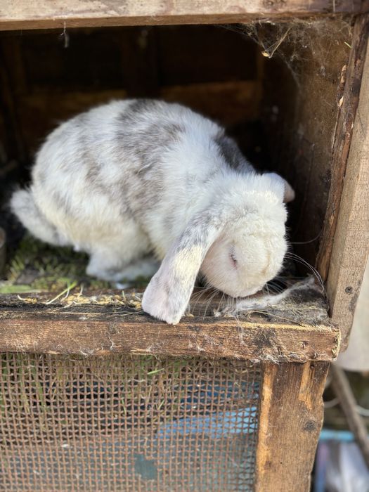 Французкий баран окрас рен
