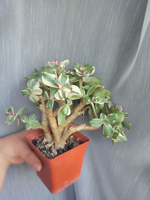 Curly Green variegata    Сукуленти красула красула грошове дерево