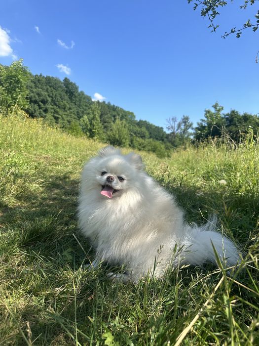 Вязка померанського шпіча, розвязаний