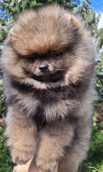 Pomeranian szpic miniaturowy