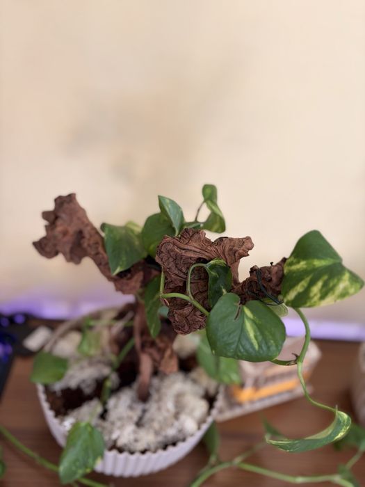 Planta jiboia em tronco