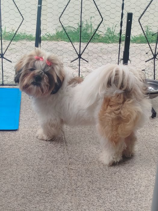 Shih tzu lindíssimo
