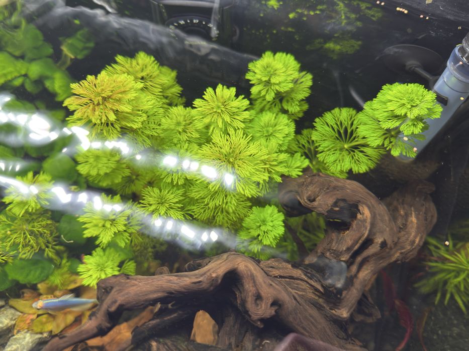 Roslina akwariowa limnophila sessiliflora