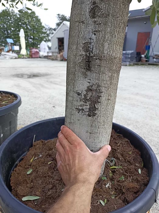 Drzewo drzewko oliwne duże 160-180 cm  Gruby pień ,możliwa wysyłka.