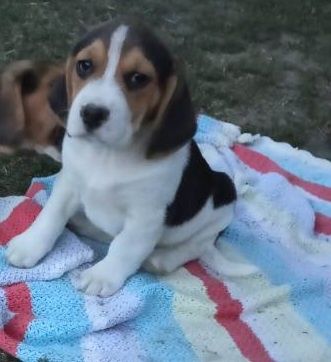 Beagle szczeniak trikolor