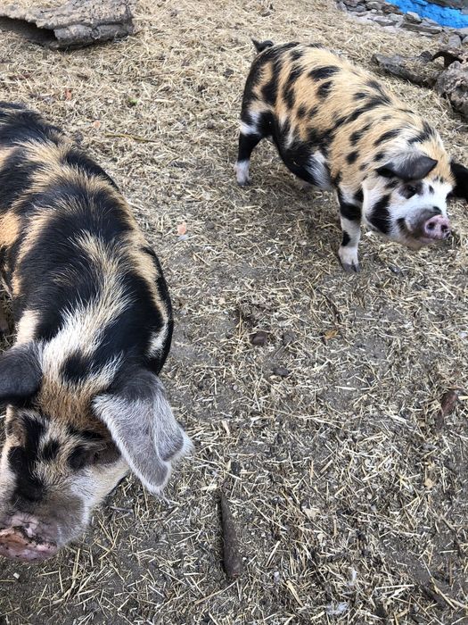 porcos Kune Kune