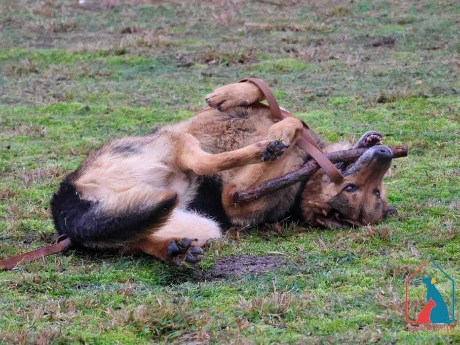 Bardzo przyjazny piesek Pluto szuka dom