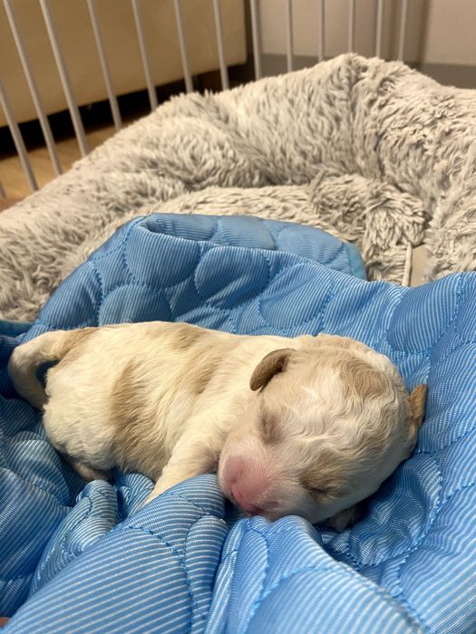 Lagotto Romagnolo ZKwP