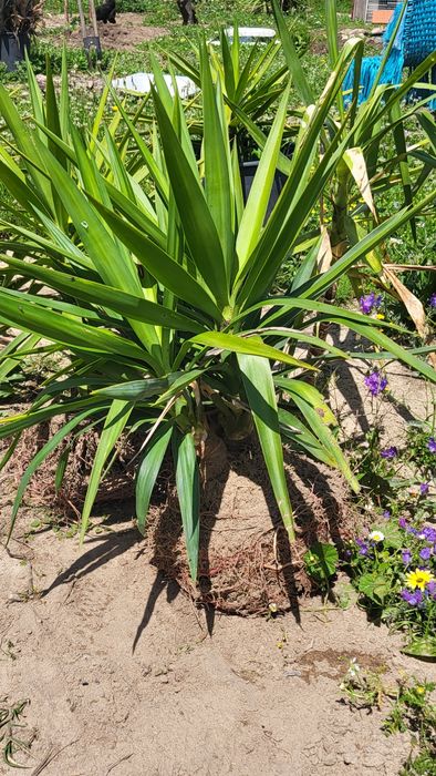 Yuccas com cerca de 50 cm