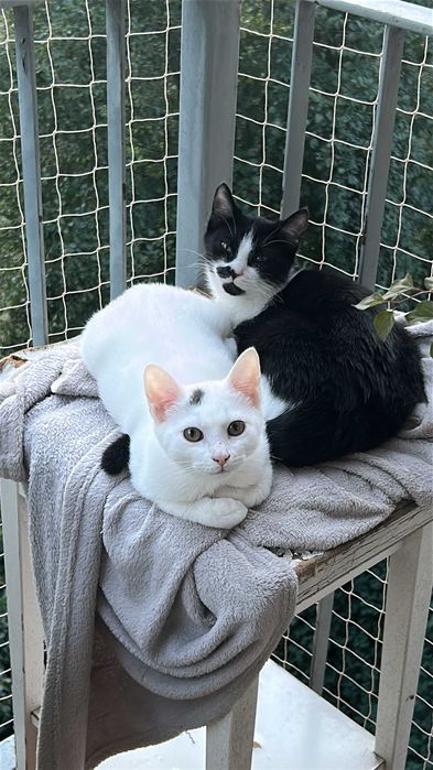 Timon i Pumba - chłopaki do adopcji w dwupaku
