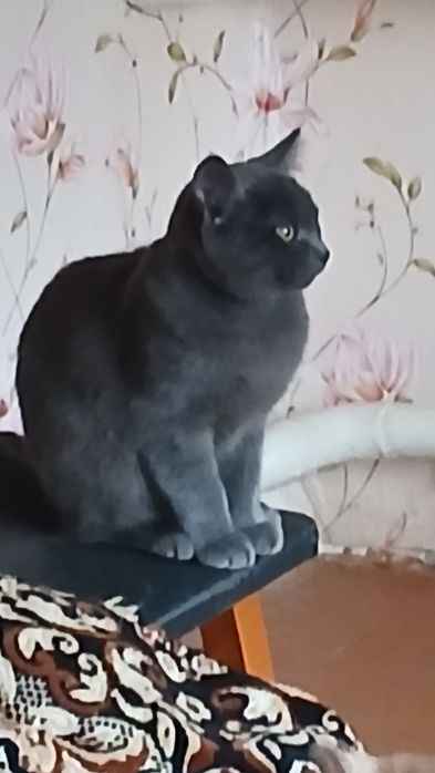 Отдам     даром  кошечек