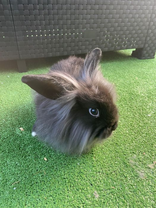 Coelhos anões leões