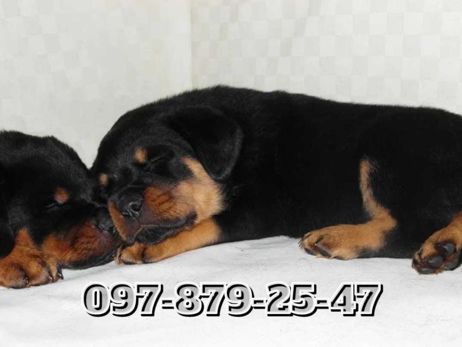 Найкращі цуценята Ротвейлера!