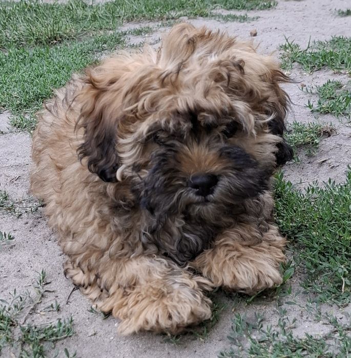 Ostatni piesek Shihpoo