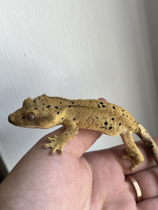Gekon orzęsiony DP6 samica dalmatian