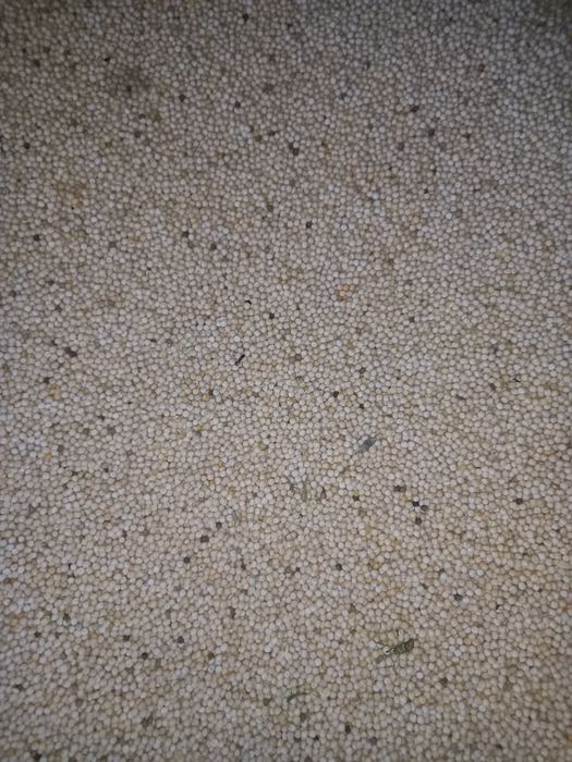 Sprzedam groch Astronaute