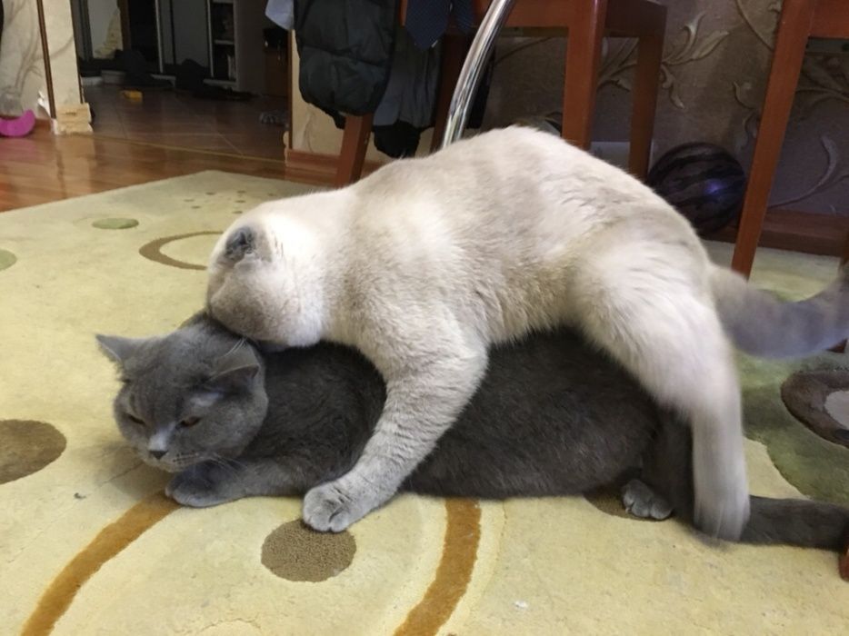 Шотландский вислоухий котик Вязка кота для вязки