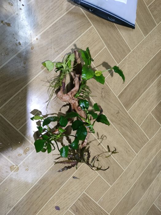 Kompozycja na korzeniu skale do akwarium