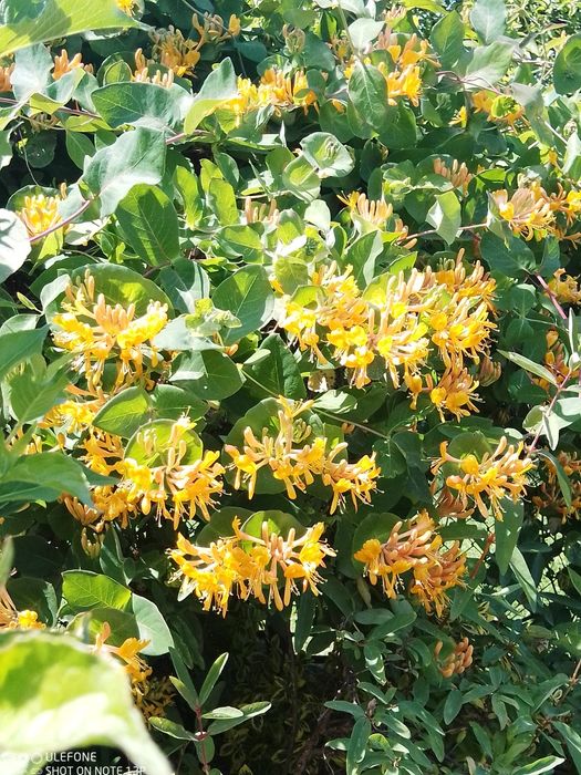 Жимолость Тельмана