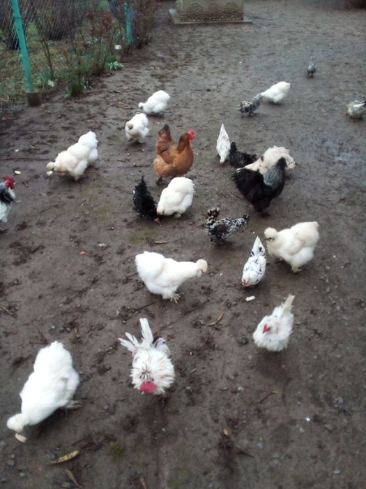 Продам кури Кучерява Бентанка та Білі Пухові. Гарні несучки і квочки..