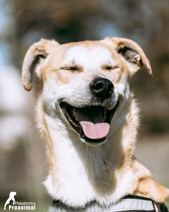 MANCHINHAS - Cãozinho para Adoção!