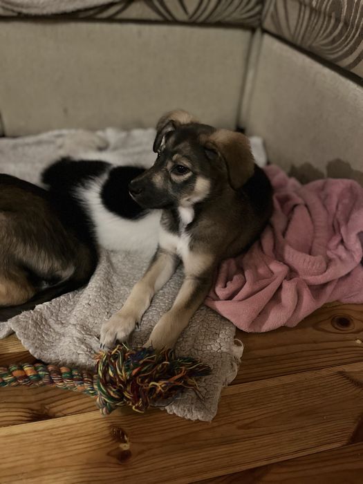 Сірко шукає найкращу родину в світі!