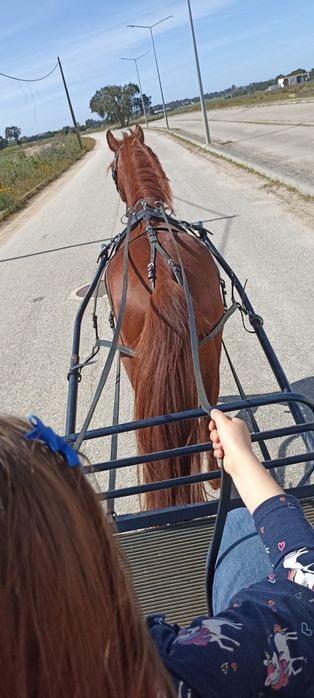 Cavalo engatado mais maratona