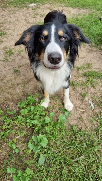 Piesek po border collie