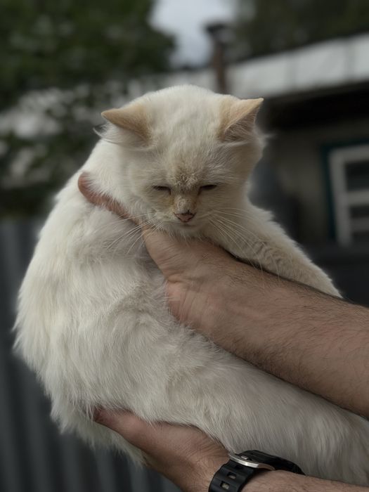 Котята.