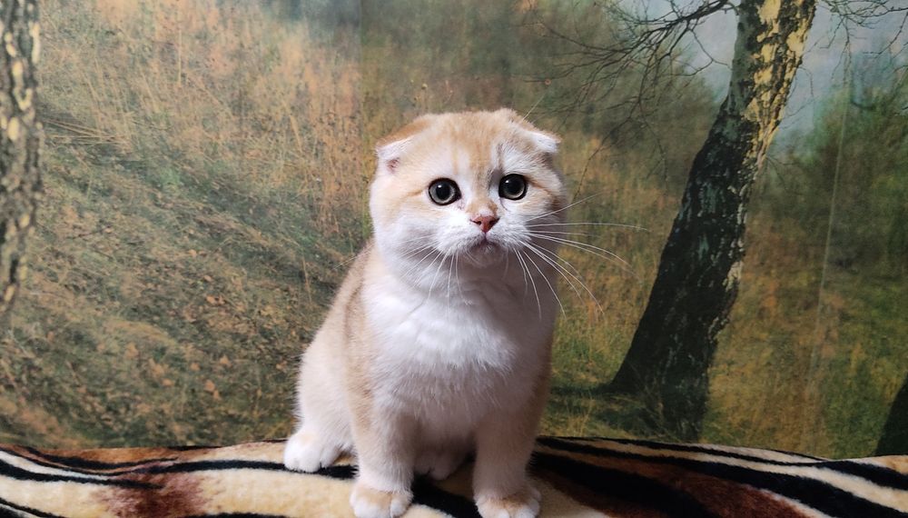 Вісловухий золотий завуальваний